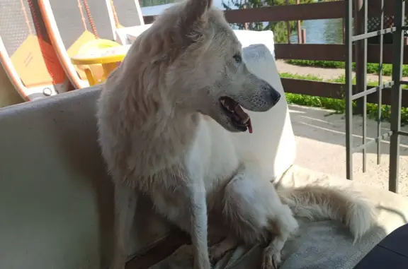 Потерянные животные Тамбов, фото: Пропала собака Белая лайка в районе парка дружбы, Тамбов