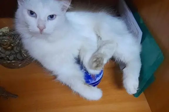 Пропала белая кошка с кудряшками в Калачинске, Омская обл.