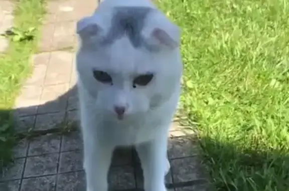 Найдена кошка в СПК Десна, Первомайское, Москва