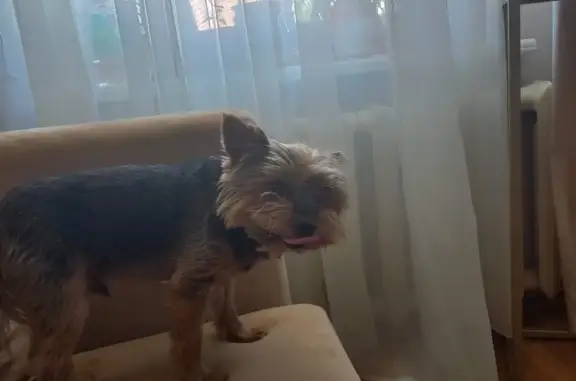 Собаки потеряшки, Нижний Новгород, фото: Потеряшка собака Мальчик, черный йорк, Славянская ул., 10, Нижний Новгород