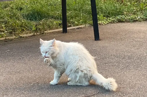 Найдена породистая кошка на ул. Демьяна Бедного, 20 к3, Москва