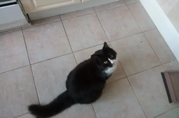 Кошки потеряшки, Санкт-Петербург, фото: Потеряшка кошка, Санкт-Петербург, Большевиков 8