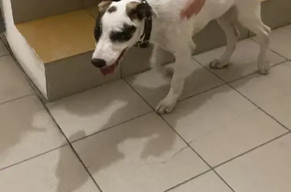 Найдена собака в Ростове-на-Дону, ищем хозяев