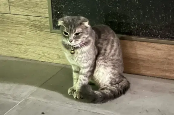 Найдена кошка в Махачкале, пр. Расула Гамзатова, 119