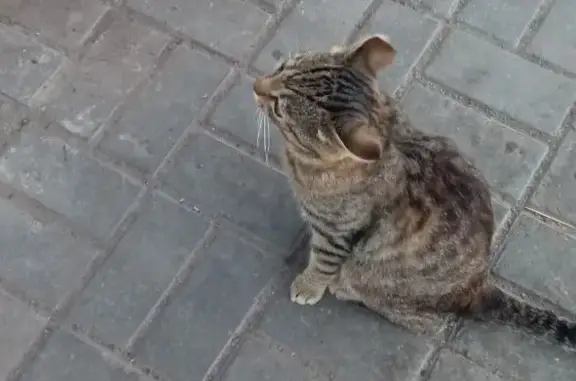 Найдена кошка Кот, Чичерина 6, Тамбов