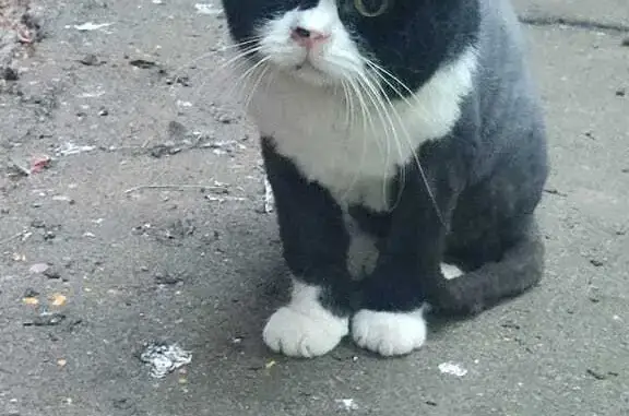 Найдена кошка на ул. Чугунные Ворота, 21 к1, Москва