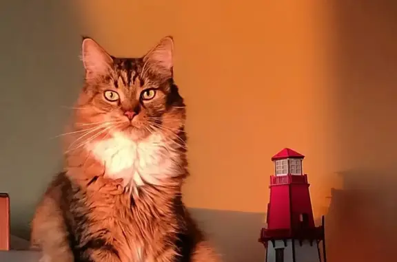 Кошки потеряшки, Санкт-Петербург, фото: Потеряшка кот 