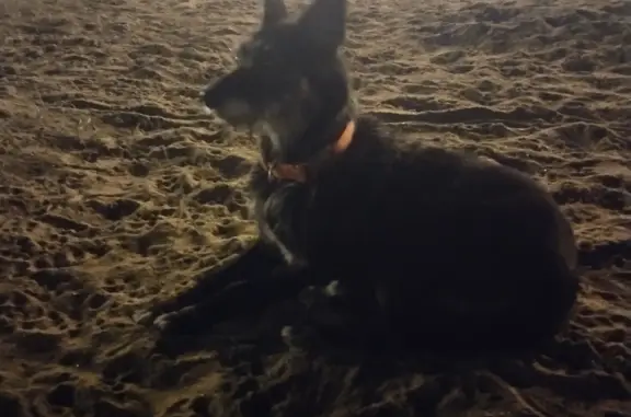 Собака Девочка найдена на пляже у пруда на Светлановском проспекте