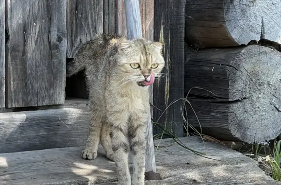 Найдена кошка в Сарове, ул. Менделеева, 9