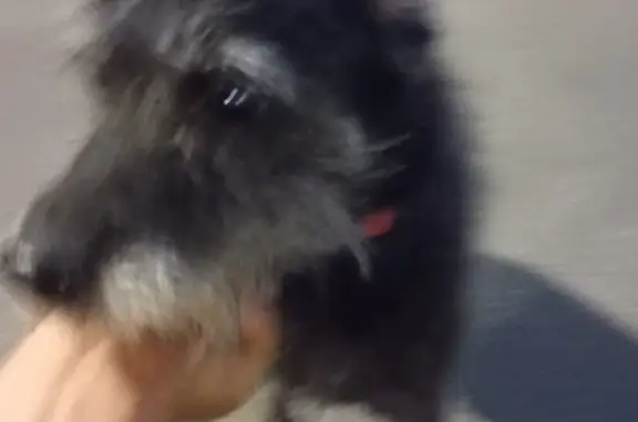 Собака найдена на Круговой аллее, СПб