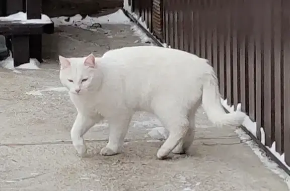 Пропал белый котик в Иркутской области
