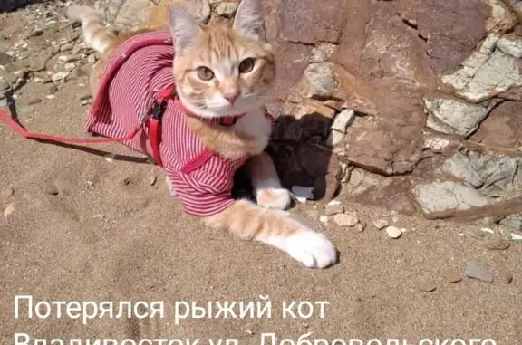 Кошки потеряшки, Владивосток, фото: Потеряшка рыжий кот, ул. Добровольского, 47, Владивосток