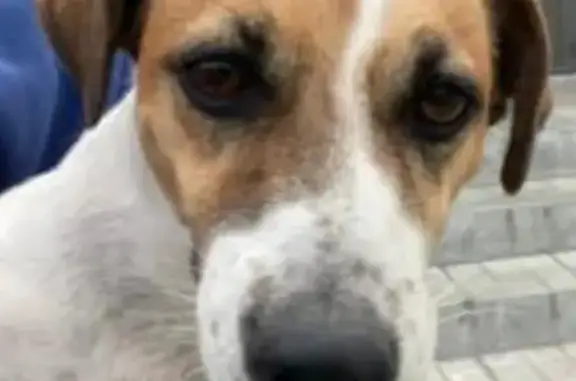 Пропала собака породы Джек Рассел на ул. 50 лет ВЛКСМ, Долгодеревенское