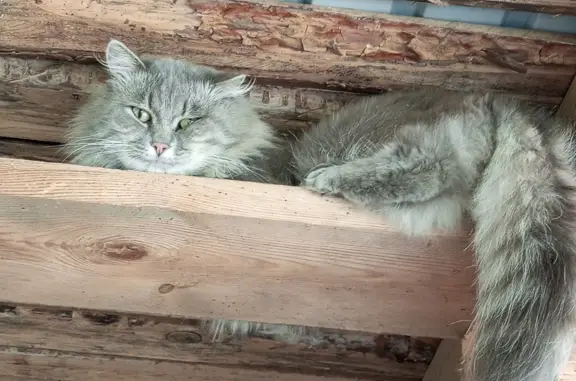 Пропала кошка Кот: серо-темный окрас, ул. Уральская