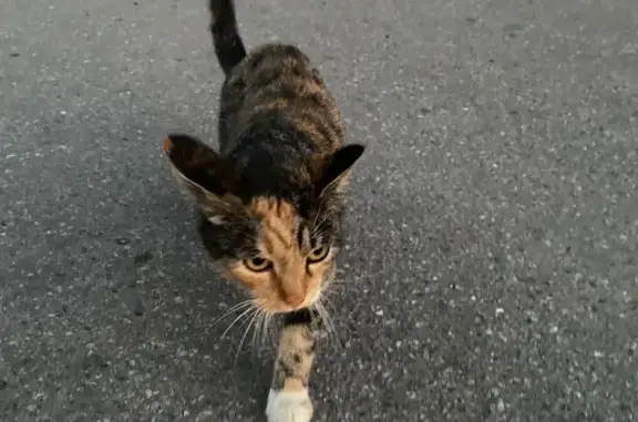 Найдена кошка на Заводском проспекте