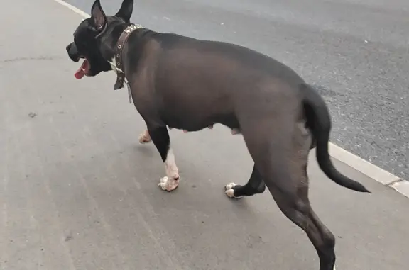 Найдена собака возле остановки, ищет хозяев - Хабаровская ул., 20, Москва