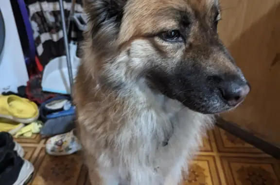 Найдена собака, Москва, фото: Потерянная собака на Пахтусова