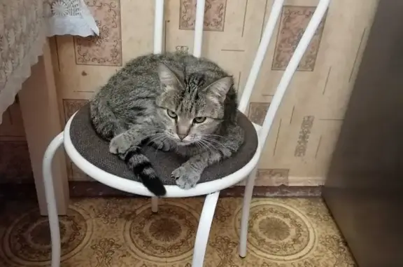 Пропала кошка в Шеметово, Московская область