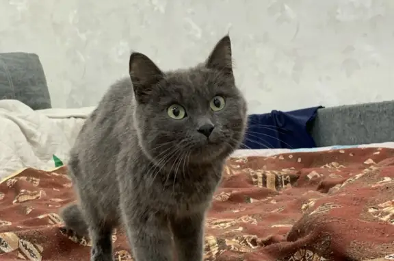 Найдена кошка, похожая на русскую голубую, около подъезда в Ангарске