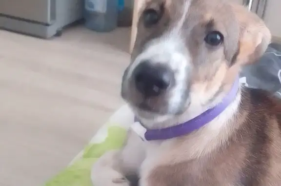 Найден щенок с фиолетовым ошейником на Тверской улице