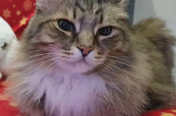 Кошки потеряшки, Новосибирск, фото: Потеряшка кошка в Новосибирске, 6