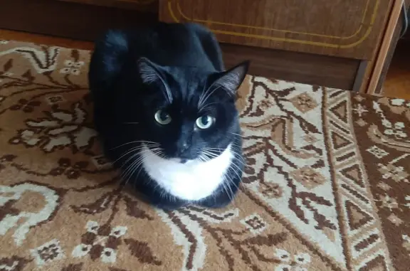 Кошки потеряшки, Москва, фото: Потеряшка кошка на Воскресенских Воротах, Москва