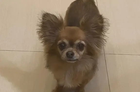 Собаки потеряшки, Москва, фото: Потеряшка собака Чихуахуа на Есенинском бульваре, Москва