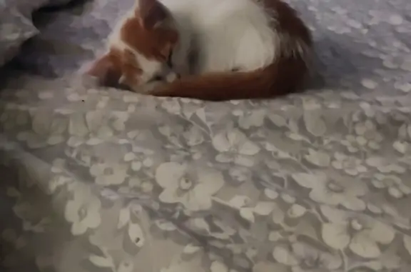 Найдена кошка на Киевской, 15, Томск