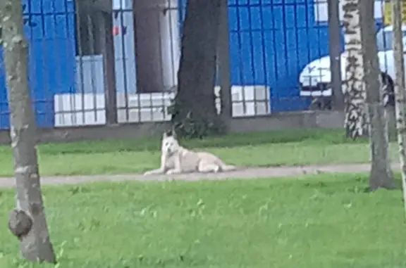 Собака найдена на Лесном проспекте, СПб