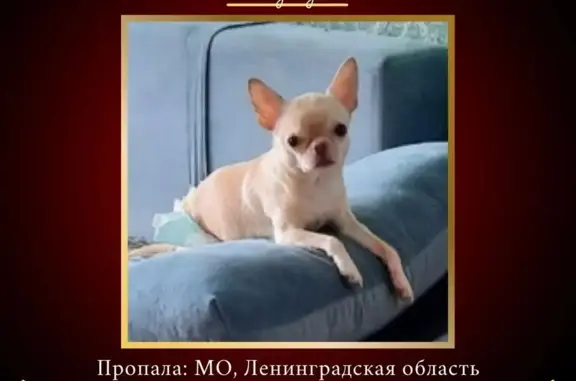 Пропала собака породы чихухуа в Ленинградской области