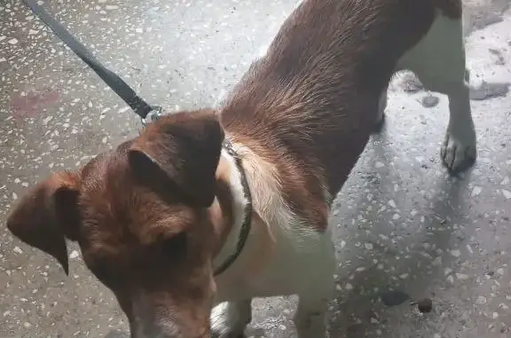 Собака Джек Рассел найдена на Алтуфьевском шоссе, 95Б, Москва