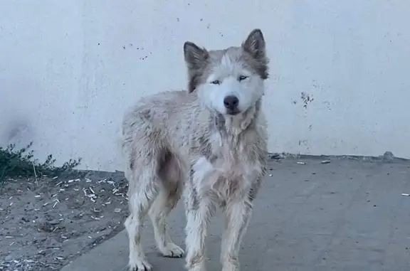 Собака найдена на пляже, адрес: Южный переулок, 11Б, Джубга