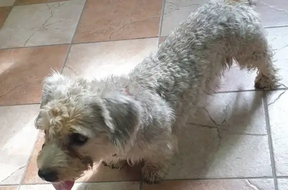 Найдена собака с ошейником в СПб, Матокса
