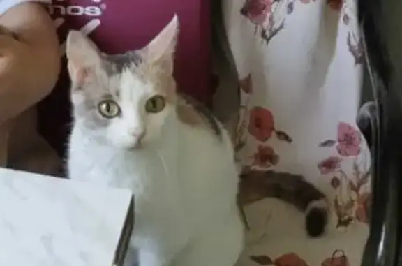 Пропала кошка Белка возле военного городка, Сызрань