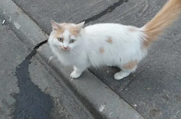 Найдена кошка на Звенигородской ул. 12, Москва