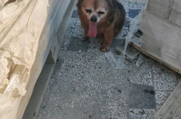 Собака спасается от жары на Ясногорской, Сочи