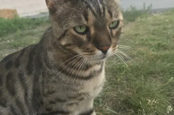 Кошка Бенгальского окраса найдена на Депутатской 129