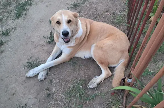 Найдена добрая собака Алабай в Ахтубинском поселении
