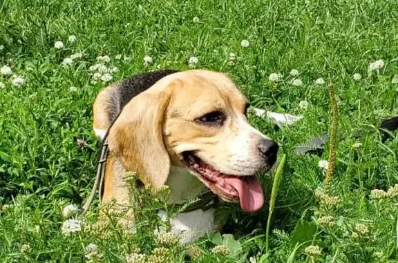 Собаки потеряшки, Москва, фото: Потеряшка собака на Флотской улице, 11, Москва