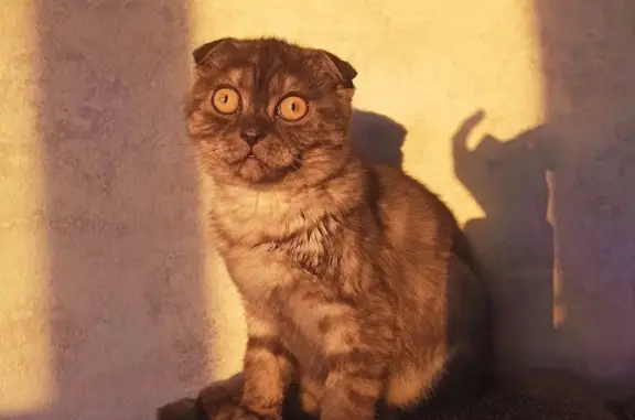 Пропала кошка на Осколецкой набережной