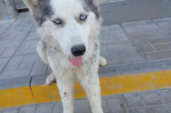 Собака с голубыми глазами на ул. Советская, 42Б