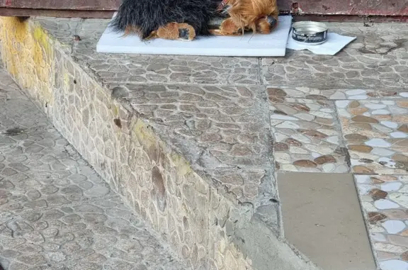 Найденные животные Москва, фото: Собака найдена на Кантемировской ул., 29, Москва