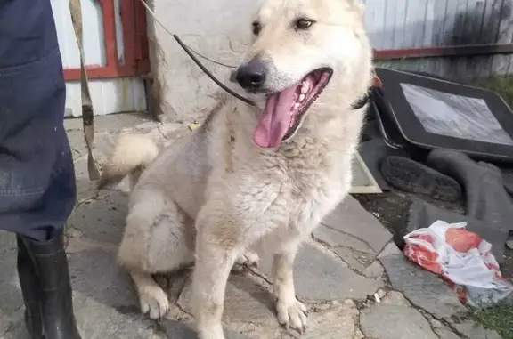 Пропала собака в Челябинской области