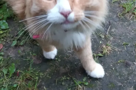 Найдена кошка: Рыжий котик, СНТ Солнечный, Москва