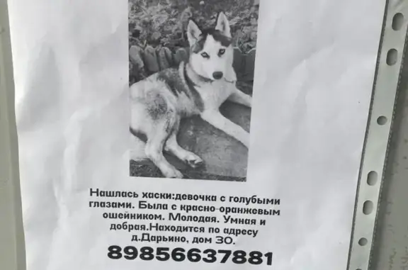 Найдена собака на остановке 1-е Успенское шоссе, Московская область