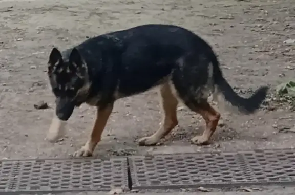 Собака без ошейника в центре Кисловодска