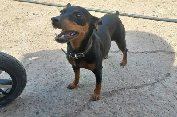 Пропала собака Джесси в Менделеевске