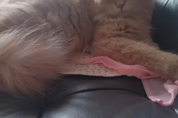 Кошки потеряшки, Ярославль, фото: Потеряшка кошка Котик, проезд Моторостроителей, 3, Ярославль