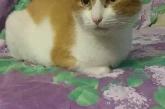 Кошки потеряшки, Санкт-Петербург, фото: Потеряшка кошка Бублик, Новоизмайловский проспект, 37, СПб