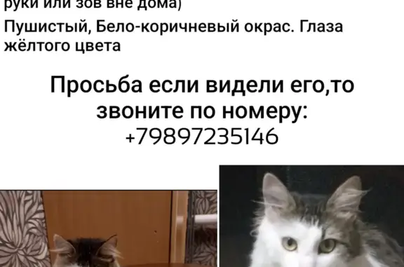 Пропала кошка Кев, Железнодорожная ул. 32А, Таганрог